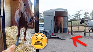 Paard GEWOND en AFSCHEID van stalgenoten 😭💔 [upl. by Benedict]