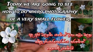 Micro Photography of a very small flower Using iphone 6s Lk Micro [upl. by Block297]