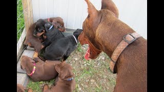 Doberman DAD meets his 7 puppies for the first time [upl. by Ettegroeg184]