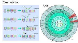 genmutation [upl. by Amias114]