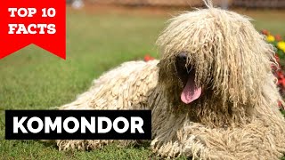 Komondor  Top 10 Facts [upl. by Francie1]