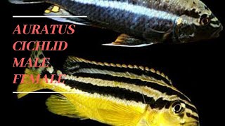 Auratus cichlid breeding [upl. by Nothsa]