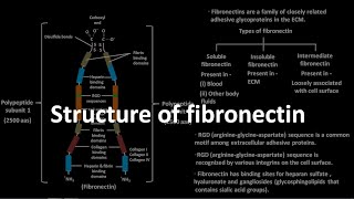 Structure of fibronectin [upl. by Odlanra391]