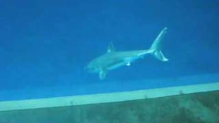 Great White Shark in Aquarium [upl. by Robert]