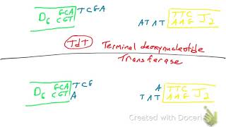 Junctional Diversity [upl. by Omor]