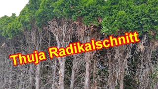 Thuja Radikalschnitt – Koniferen  Lebensbaum radikal amp stark zurückschneiden [upl. by Noleta21]