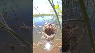 Sparrow Feed Baby In Nest EP00514 nest birdhome nature birdnest mynest babydove birdshelter [upl. by Koren]