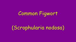 Exploring Common Figworts Hidden Charms A Visual Extravaganza [upl. by Jareen]