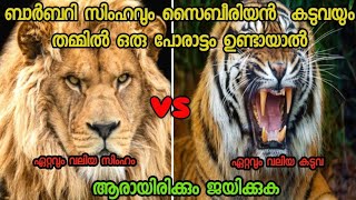 Barbary lion vs siberian tiger  ലോകത്തിലെ ഏറ്റവും വലി സിംഹവും ഏറ്റവും വലിയ കടവയും തമ്മിൽ പോരാട്ടം [upl. by Elesig]