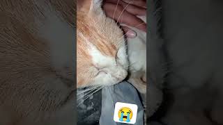 Mon chat est malade 🥺😭😭 il est tellement doux jamais il ma mordu 😭😭😭😭 reels cat animals explore [upl. by Yoshi]