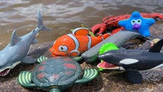 Dive into Summer Fun 🌊 Sea Animal Toys at the River  Learn amp Play [upl. by Roman]