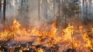 What causes a wildfire  Natural Disasters [upl. by Shuma]