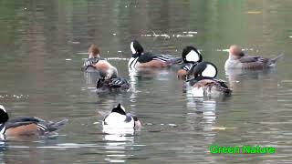 Hooded Mergansers sound and video [upl. by Hanshaw]