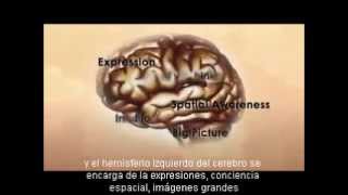 Diferencias entre el hemisferio derecho e izquierdo del cerebro [upl. by Ttereve]