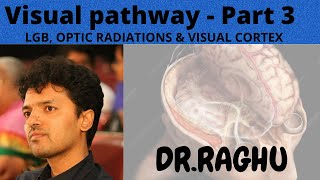 Visual Pathway3 Lateral Geniculate Body Optic Radiations amp Visual cortex [upl. by Valida]