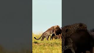 Cheetahs vs wildebeest The incredible fight for survivalShorts [upl. by Demaria]