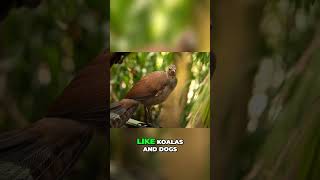 The Amazing Abilities of Whales and Lyrebirds Mimicking Natures Sounds shortsviral funfacts [upl. by Atselec]