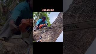 Stihl Ms 881 😱😱😱 shortsfeed trending viralvideo shorts [upl. by Agathy590]