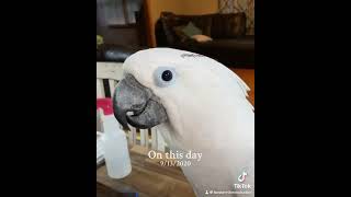 Buster the crossword puzzle expert parrotlife cockatoolife crossword fypシ゚viral [upl. by Jos]