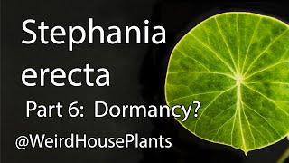 Stephania erecta Plant Care 6 Next Steps [upl. by Nerrej]