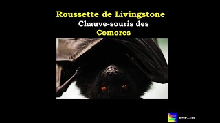 Roussette de Livingstone Chauvesouris des Comores [upl. by Nirraj]