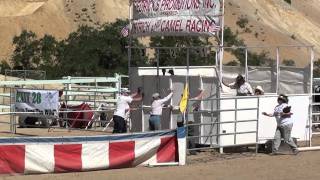 Ostrich Racing at Virginia City [upl. by Naimad322]