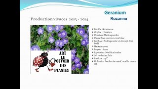 Geranium Rozanne plante vivace [upl. by Adnohs]