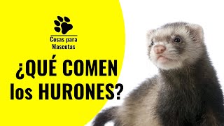 👉👉 Qué comen los HURONES  ✅ ALIMENTACIÓN hurones domésticos [upl. by Aisorbma]