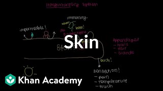 Meet the skin Overview  Integumentary system physiology  NCLEXRN  Khan Academy [upl. by Buonomo]