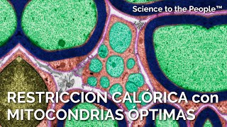 RESTRICCIÓN CALÓRICA con MITOCONDRIAS ÓPTIMAS  Ernesto Prieto Gratacós [upl. by Nylidam]