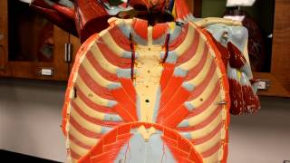 MUSCULAR SYSTEM ANATOMYMuscles of the Thoracic cage torso model description [upl. by Airol310]