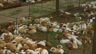 Guinea Pig Farming Build the Perfect Cheap Guinea Pig Cage using Wood  Guinea Pig Farm in Uganda [upl. by Anneres]