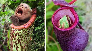 15 SCARY PLANTS THAT EAT ANIMALS [upl. by Leban744]