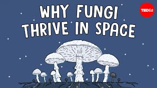 Why are scientists shooting mushrooms into space  Shannon Odell [upl. by Marchak97]