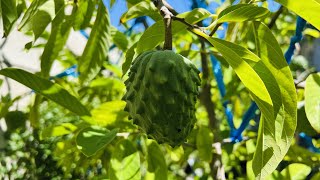 EXOTIC Tropical Fruits  Geffner Atemoya Tree Loaded With Fruits  Cali Que Em [upl. by Aysab280]