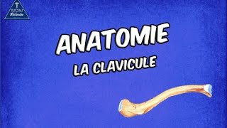 La Clavicule [upl. by Korman]