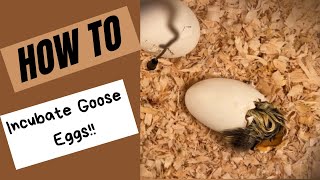 HOW TO INCUBATE GOOSE EGGS [upl. by Murdocca423]