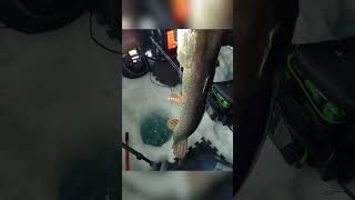 Jackfish Noodling icefishing northernpike [upl. by Anier]