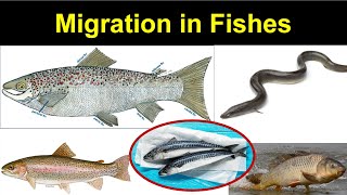 Fish Migration  Migrations of Pisces  Catadromous migration  Anadromous Migration [upl. by Fritzsche]