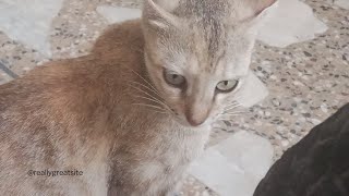 cat and kittenplayingzoo online [upl. by Yaned]