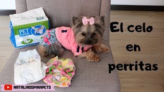 Diy pañal para perrita en celo o cachorro aprendiendo a ir al baño [upl. by Llewoh]