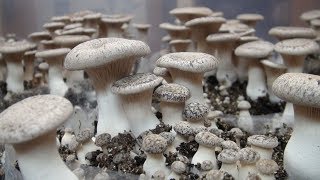 Commencer la culture de champignons  les semences  DIY [upl. by Enilrahc111]