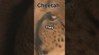 Cheetah cheetah cheetos naturelovers facts cheetahshorts amimallover amimal animals [upl. by Buonomo847]