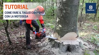 Lavorare con la motosega  Taglio con foro [upl. by Ataeb]