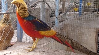 Recorrido por un Criadero de Aves Faisán  TvAgro por Juan Gonzalo Angel [upl. by Assylem222]