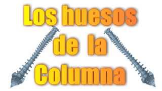 Qué huesos forman la columna humana  Esqueleto de la columna – Nombre de los huesos de la columna [upl. by Luas]