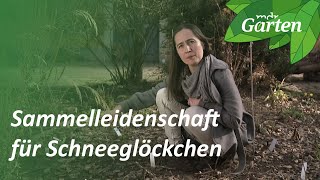 Warum Schneeglöckchen die Sammelleidenschaft wecken  MDR Garten  MDR [upl. by Weiss]