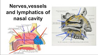 Arterial supplyvenous drainagelymphatic drainagenerve supply of nasal cavity [upl. by Atsirhcal751]