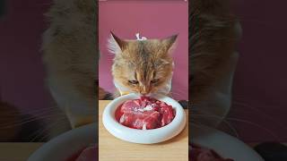 Cat asmr video  cat asmr food  asmr sound asmr asmrcat [upl. by Euqinom]