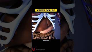 Chief Cells  medical Animated videos  shorts youtubeshorts [upl. by Alvan]